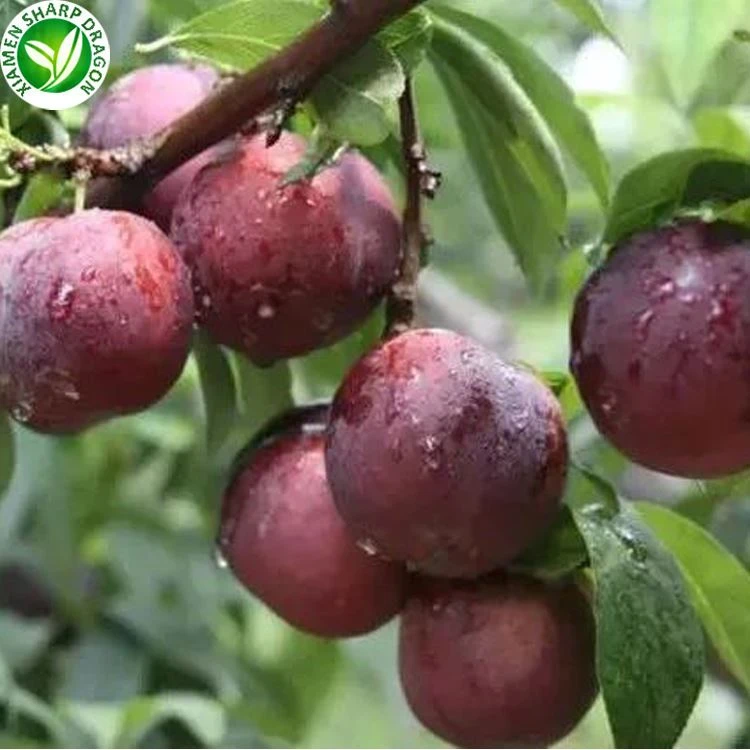 verse pulms fresh pulms