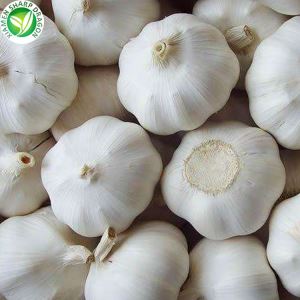 Verse pure witte knoflook