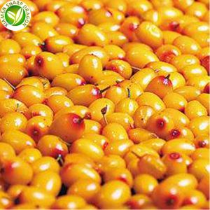 IQF Frozen Sea Duindorneberries