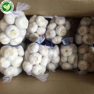 Verse Knoflookbollen