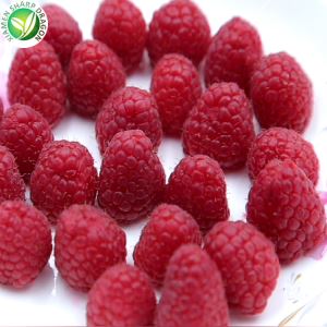 Bevroren frambozenfruitprijs per kg