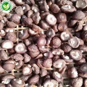 De prijs van gedroogde shiitake-paddenstoelen per kg